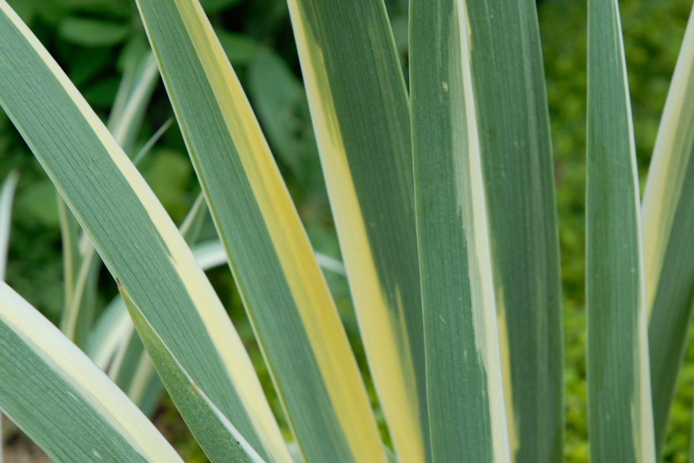 Yellow Dalmatian Iris
